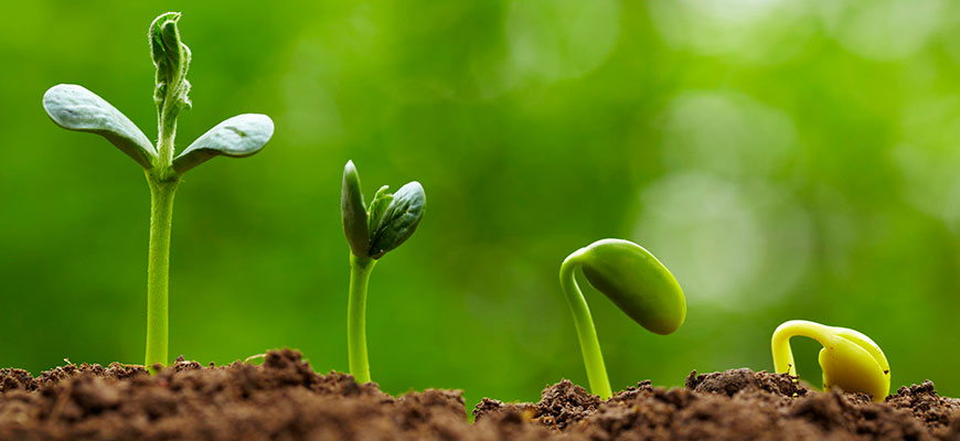 12 12 From Seed - Quicker Harvests With Smaller Plants