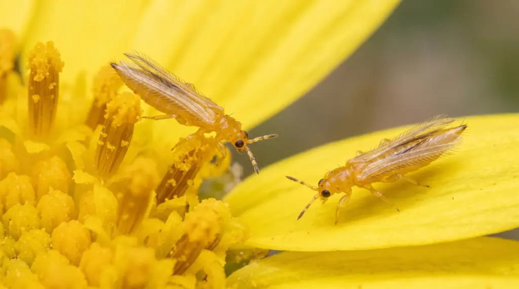 Western flower thrips adult close-up showing narrow body and fringed wings on cannabis flower