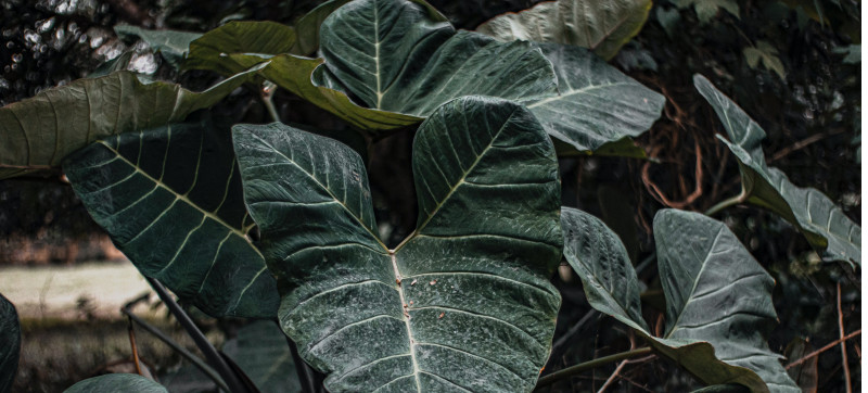 Alocasia Black Velvet PLant