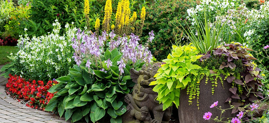 annual vs perennial plants