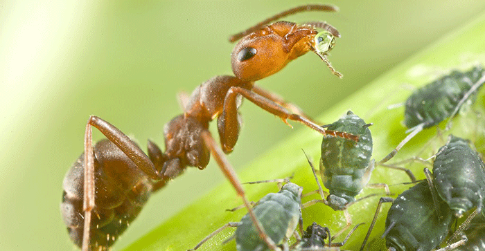 aphids-ants Ants farm Aphids for their honeydew