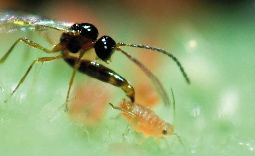 Aphidius sp. Aphid Parasite (Aphidius sp.)