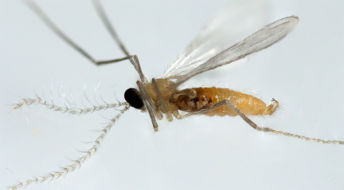 Aphidoletes aphidimyza Aphidoletes aphidimyza