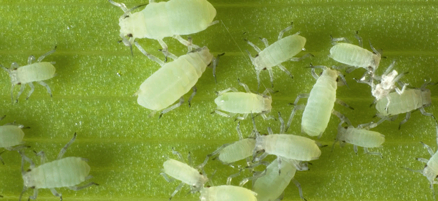 How to get rid of aphids on plants