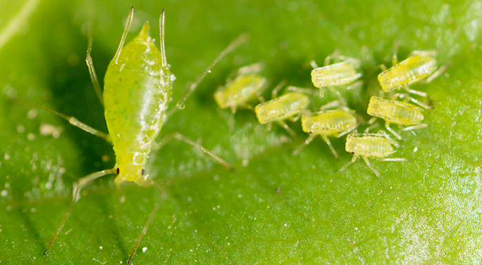 Aphids On Plants