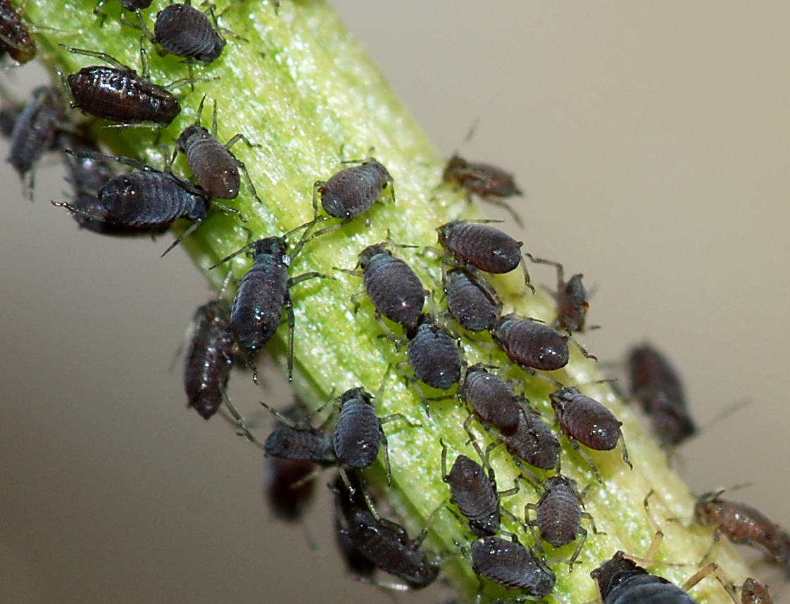 aphids aphids are a common grow room pest in the garden