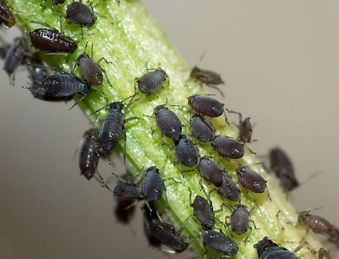 aphids are a common grow room pest in the garden