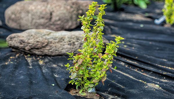 get-rid-caterpillars Use Barrier Fabrics to prevent caterpillars in the garden on your plants
