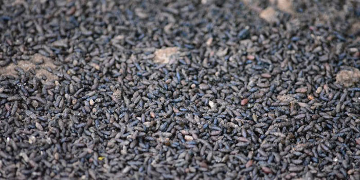 Animal vs Plant Nutrient Sources: Where Do They Come From?