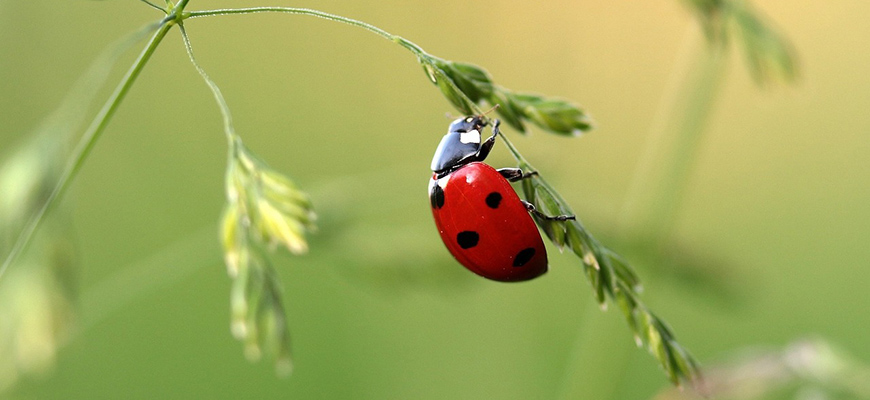beneficial bugs for plants