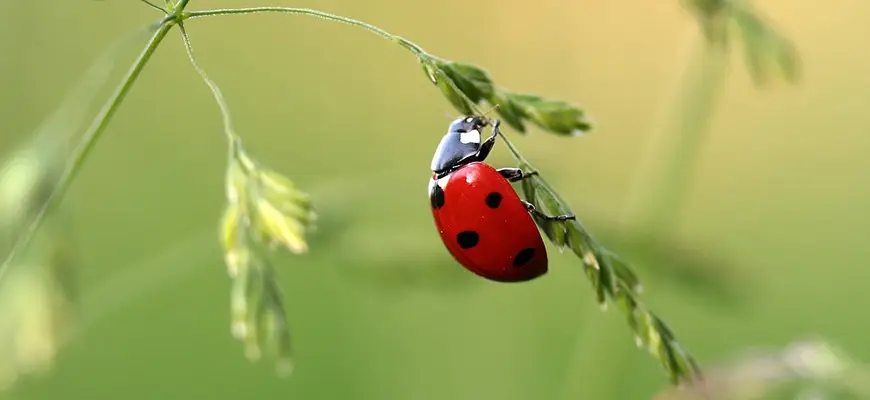 beneficial bugs for plants