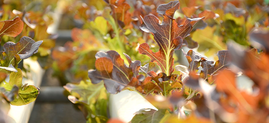 Winter Garden Vegetables