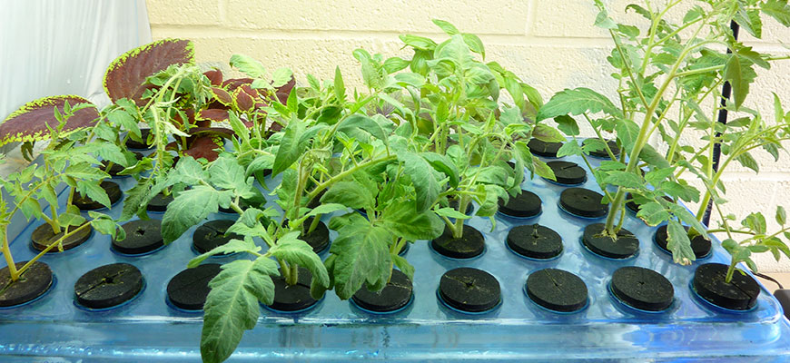 best plant cloning machine of 2020