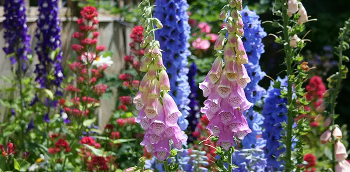 Do Perennials Spread?