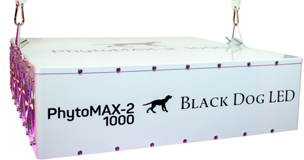 Black Dog LED Black Dog LED