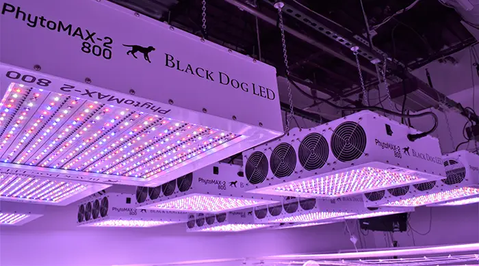 ultraviolet light for plants?