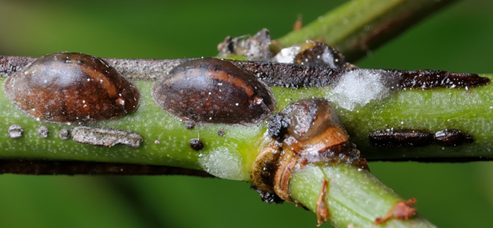 Scale Insects on plants