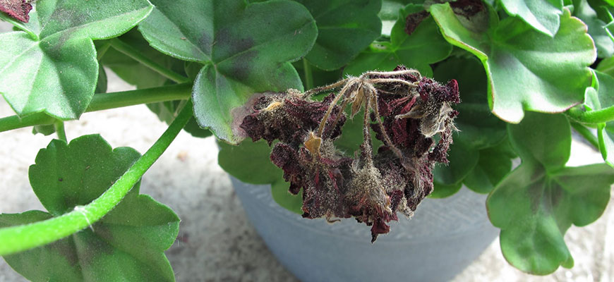 bud rot botritys