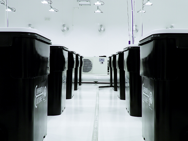Current Culture Under Current Hydroponic Systems Current Culture H20 produces the best DWC systems