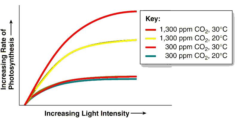 photosynthesis The relationship between photosynthesis, CO2, and your grow lights
