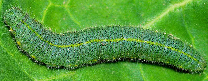 worms How To Identify Cabbage Worms