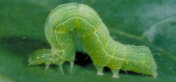 cabbage-worms What Are Cabbage Worms?
