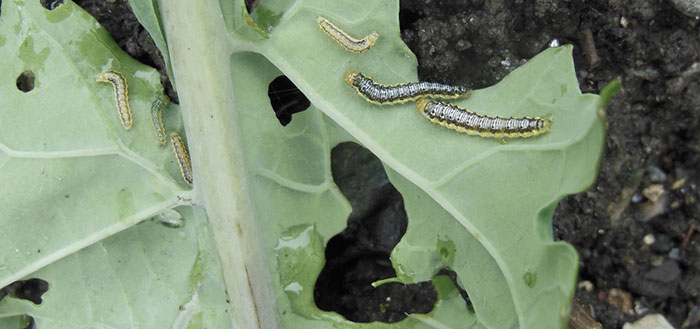 cabbage-worm-outbreak How To Prevent Cabbage Worms IN the garden