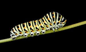 caterpillars Caterpillar garden pests