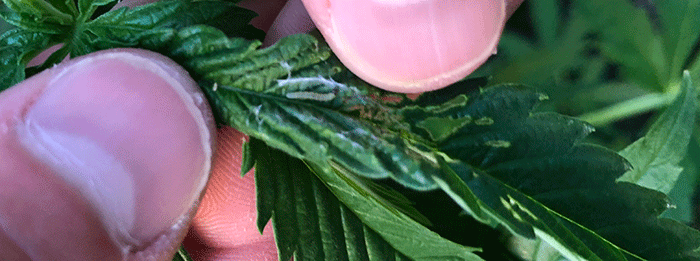 IPM Benefits Of Integrated Pest Management