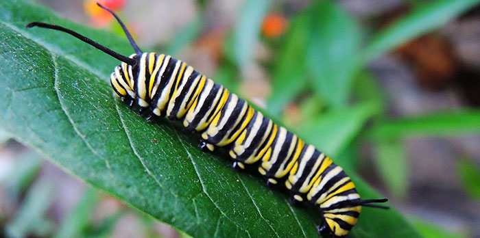 caterpillars Caterpillars infestation in the garden