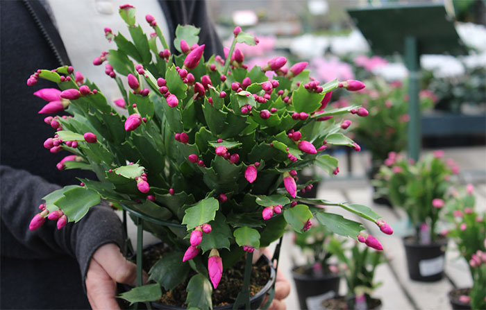 grow-christmas How To Care for A Christmas Cactus