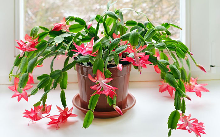 christmas-cactus Where Does The Christmas Cactus Get Its Name?
