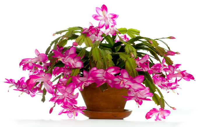 christmas-blooms How To Get Your Christmas Cactus To Bloom