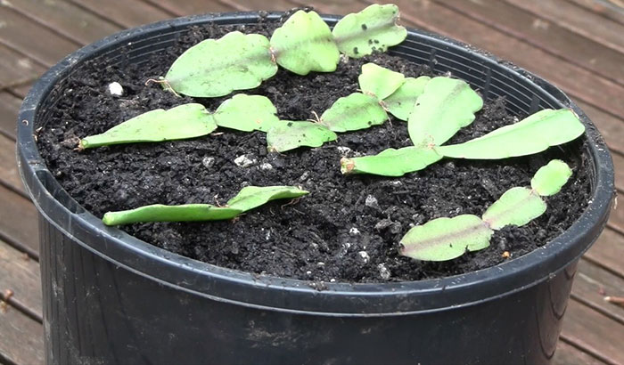 christmas-cacti How To Grow A Christmas Cactus: Step by Step