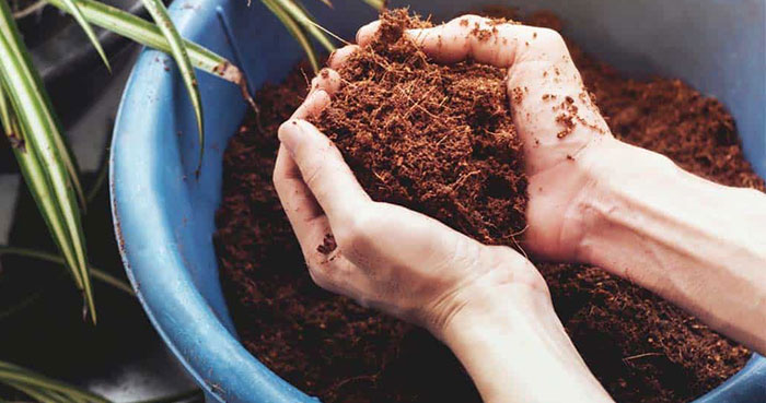 grow-in-coco How To Grow In Coco Coir - Everything You Need To Know