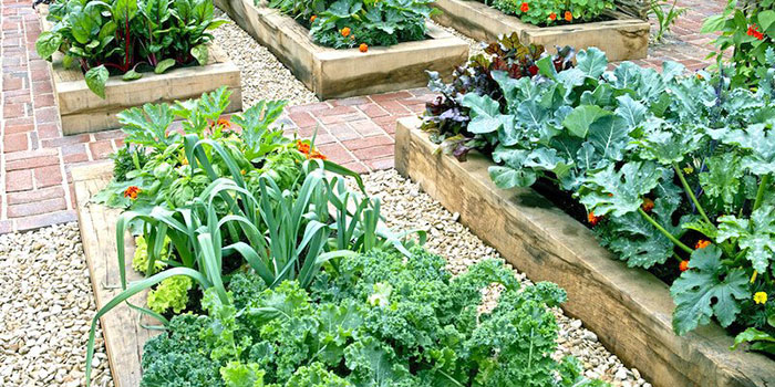 Garden Companion Planting Tips & Strategies