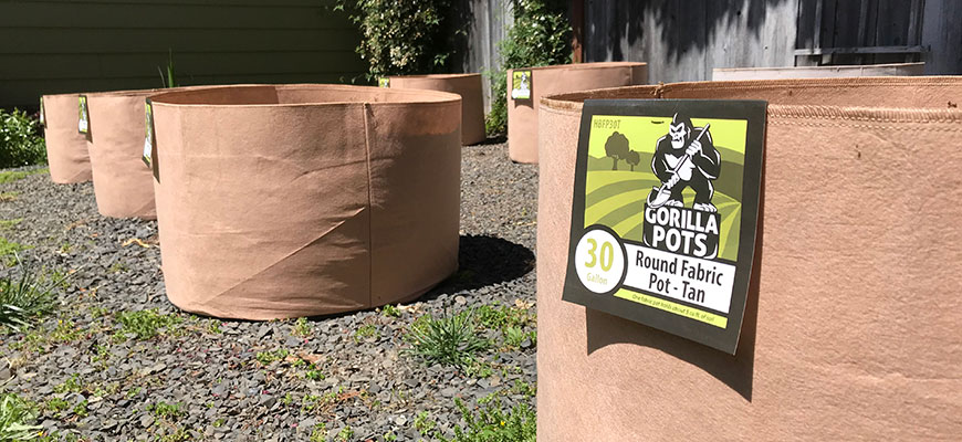 container gardening - growing in garden pots