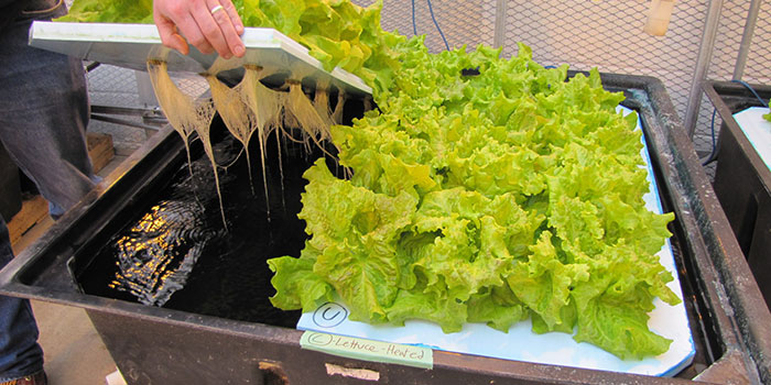 lettuce-nutes Feeding Your Hydroponic Lettuce Nutrients