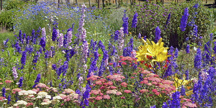grow-delphinium Where Is The Best Place To Plant Delphiniums?