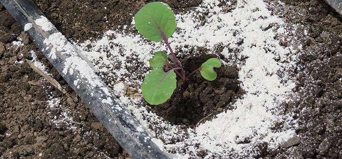 diatomaceous Use Diatomaceous Earth