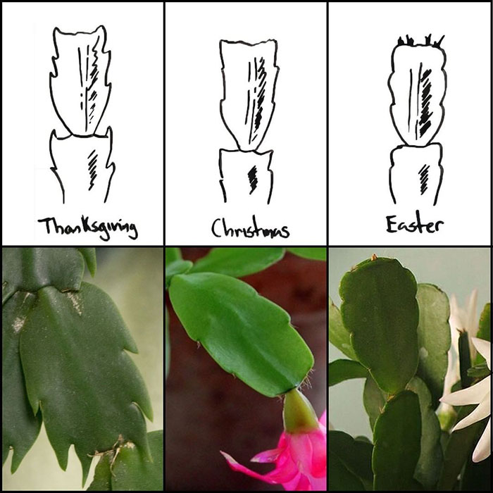 christmas-cactus-types What Are The Different Types Of Holiday Cactus?