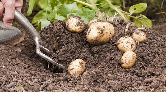 How To Harvest Your Potato Plants