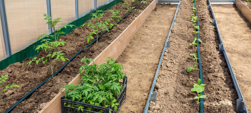 Outdoor garden in raised beds for field drip irrigation