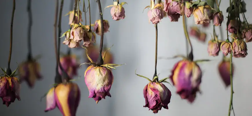 drying and curing flower