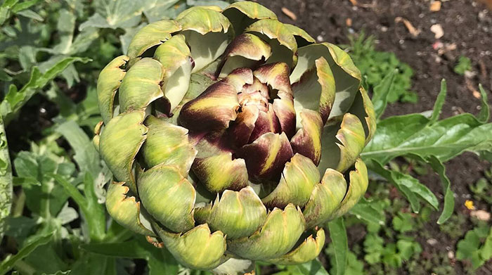 dead-artichokes Why Are My Artichokes Dying?