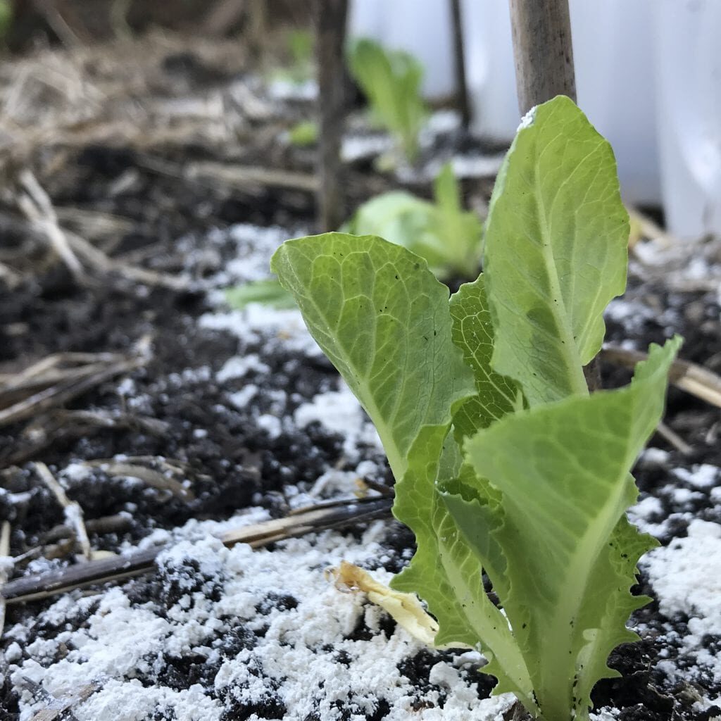 diatomaceous-earth What Are The Benefits Of Using Diatomaceous Earth In The Garden?