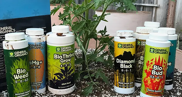 common mistakes growers make involve feeding too heavily