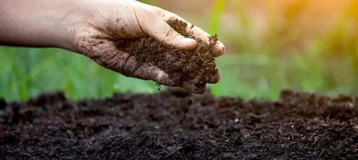 The case for feeding your plants a plant-based fertilizer