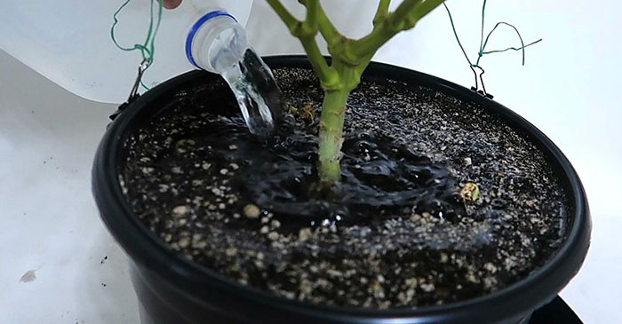 cactus Ensuring Proper Moisture Uptake For Your Christmas Cactus