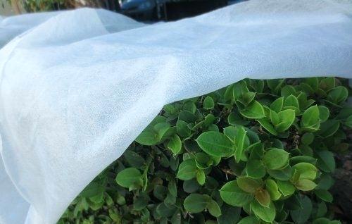 protect-frost How To Protect Your Outdoor Grow From Frost